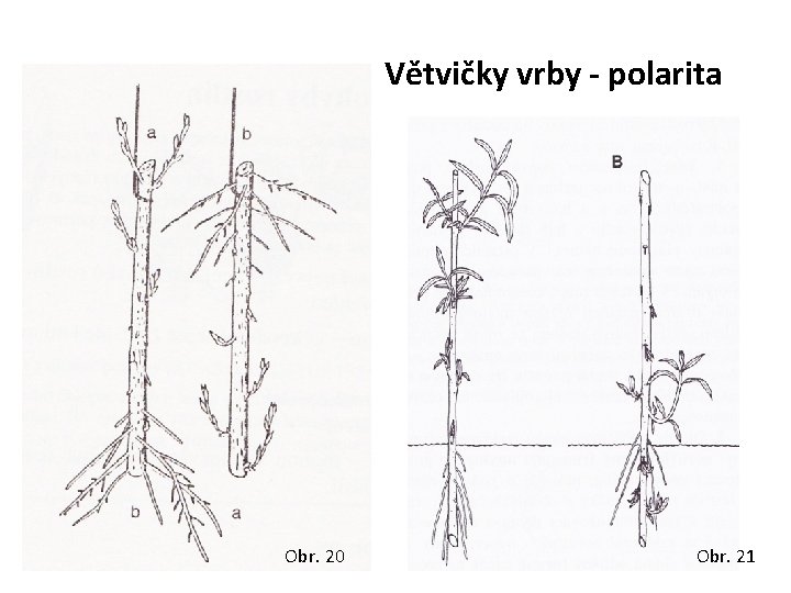 Větvičky vrby - polarita Obr. 20 Obr. 21 