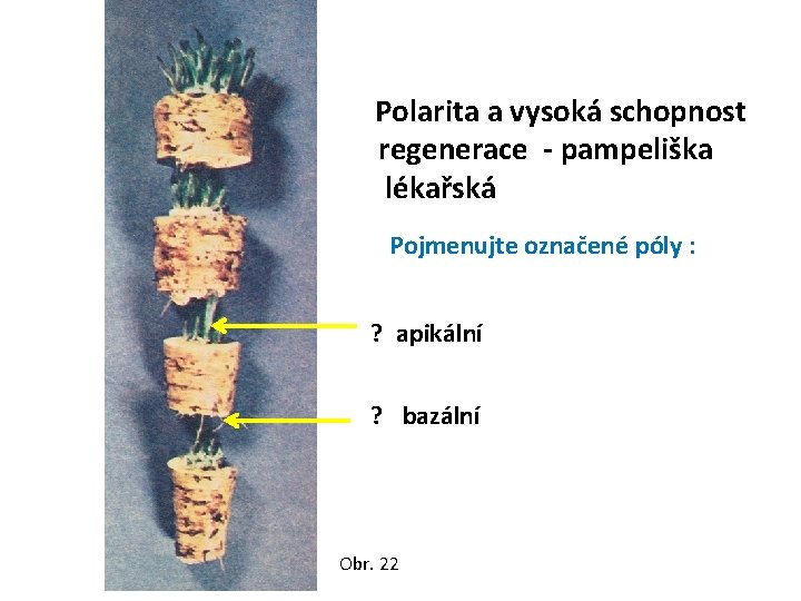 Polarita a vysoká schopnost regenerace - pampeliška lékařská Pojmenujte označené póly : ? apikální