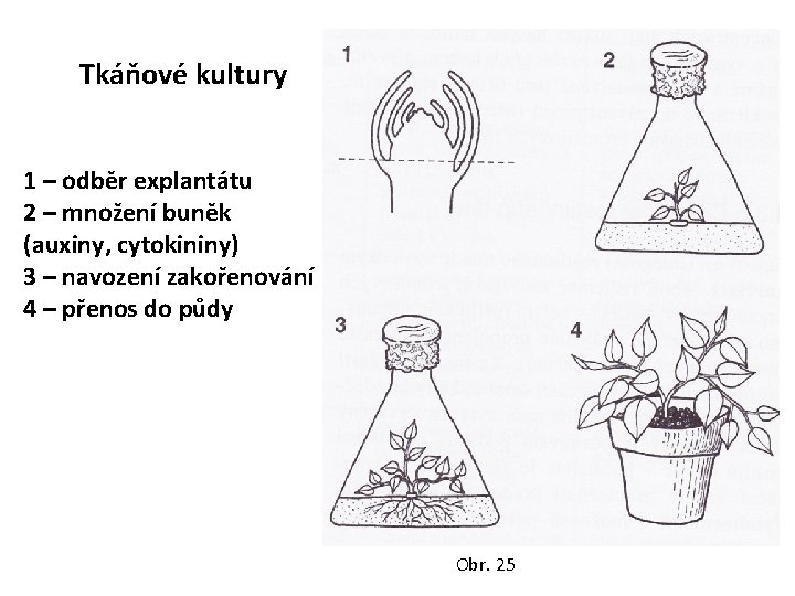 Tkáňové kultury 1 – odběr explantátu 2 – množení buněk (auxiny, cytokininy) 3 –