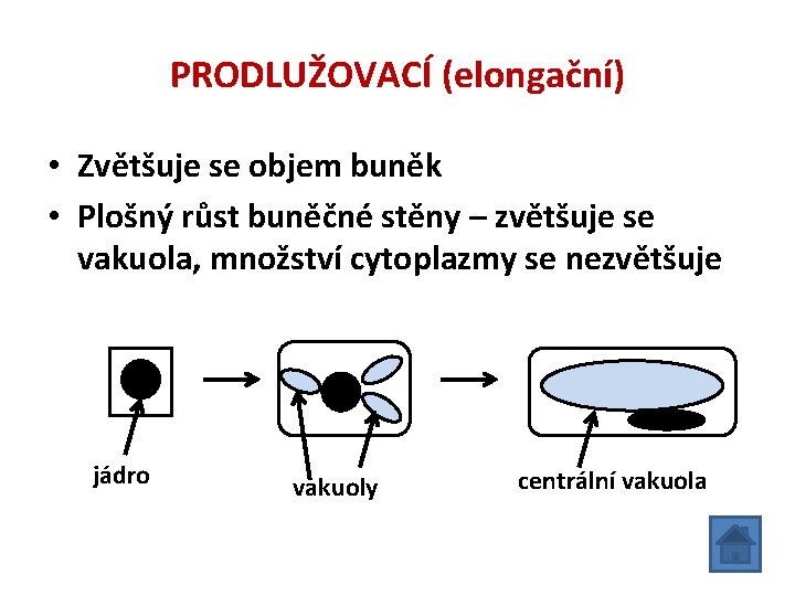 PRODLUŽOVACÍ (elongační) • Zvětšuje se objem buněk • Plošný růst buněčné stěny – zvětšuje