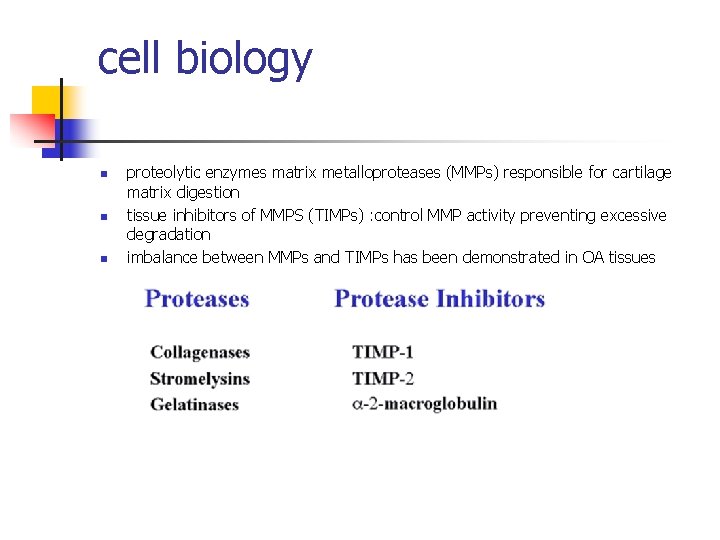 cell biology n n n proteolytic enzymes matrix metalloproteases (MMPs) responsible for cartilage matrix