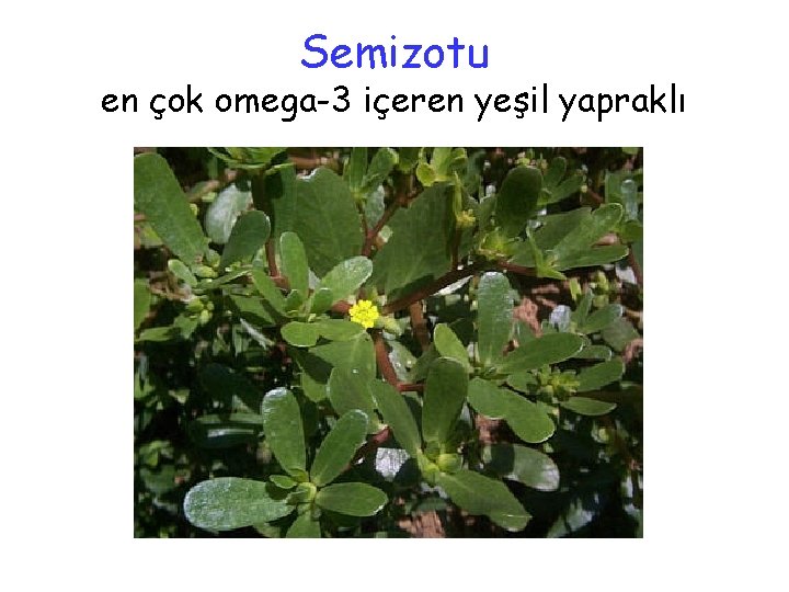 Semizotu en çok omega-3 içeren yeşil yapraklı 