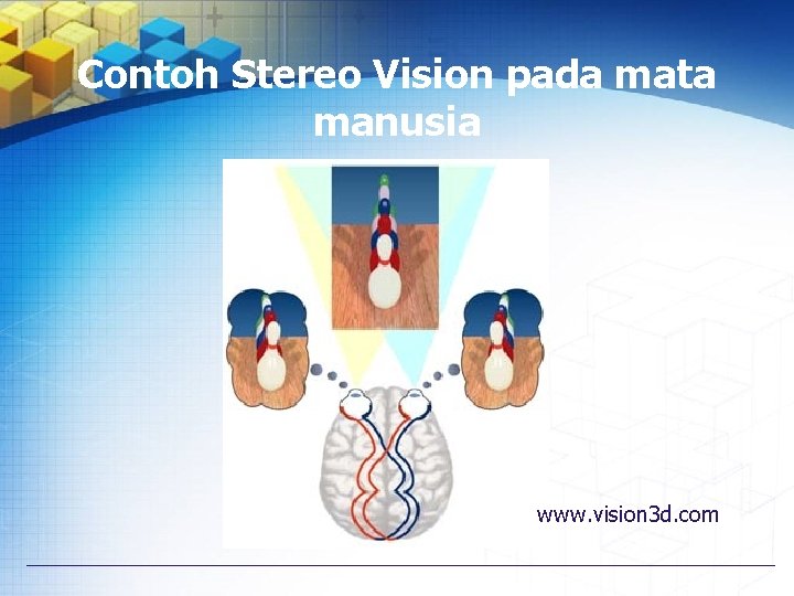 Contoh Stereo Vision pada mata manusia www. vision 3 d. com 