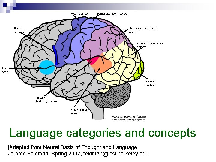 Motor cortex Somatosensory cortex Sensory associative cortex Pars opercularis Visual associative cortex Broca’s area