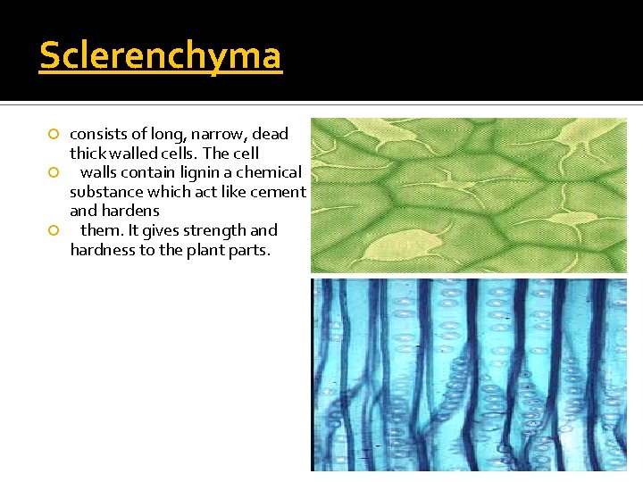 Sclerenchyma consists of long, narrow, dead thick walled cells. The cell walls contain lignin