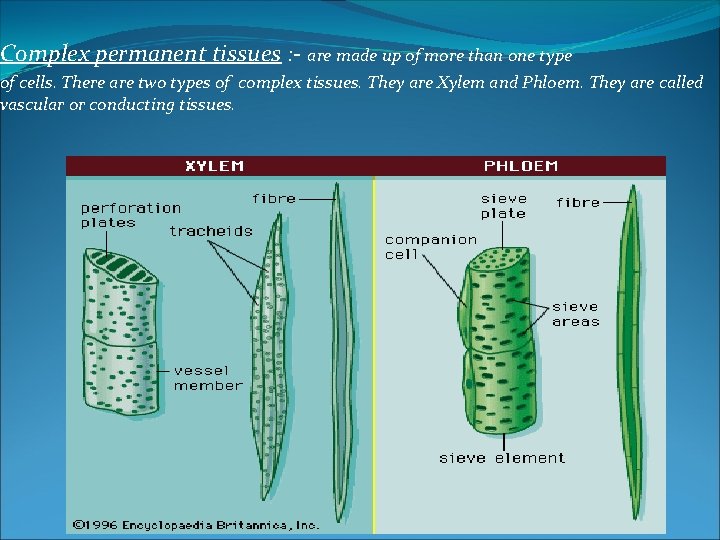 Complex permanent tissues : - are made up of more than one type of
