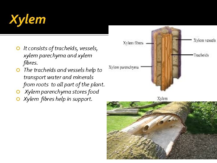 Xylem It consists of tracheids, vessels, xylem parechyma and xylem fibres. The tracheids and