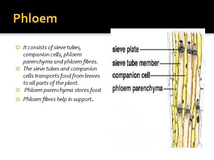 Phloem It consists of sieve tubes, companion cells, phloem parenchyma and phloem fibres. The