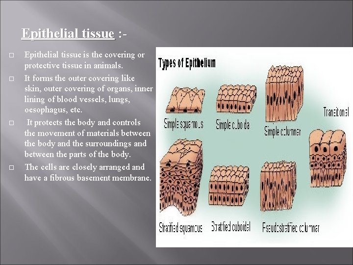 Epithelial tissue : Epithelial tissue is the covering or protective tissue in animals. It