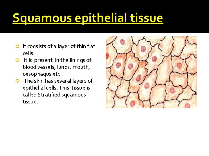 Squamous epithelial tissue It consists of a layer of thin flat cells. It is