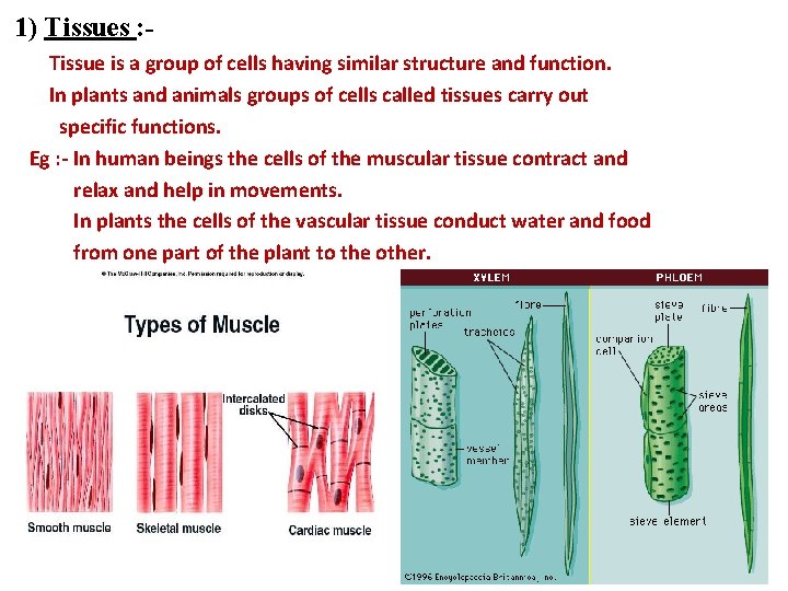 1) Tissues : Tissue is a group of cells having similar structure and function.