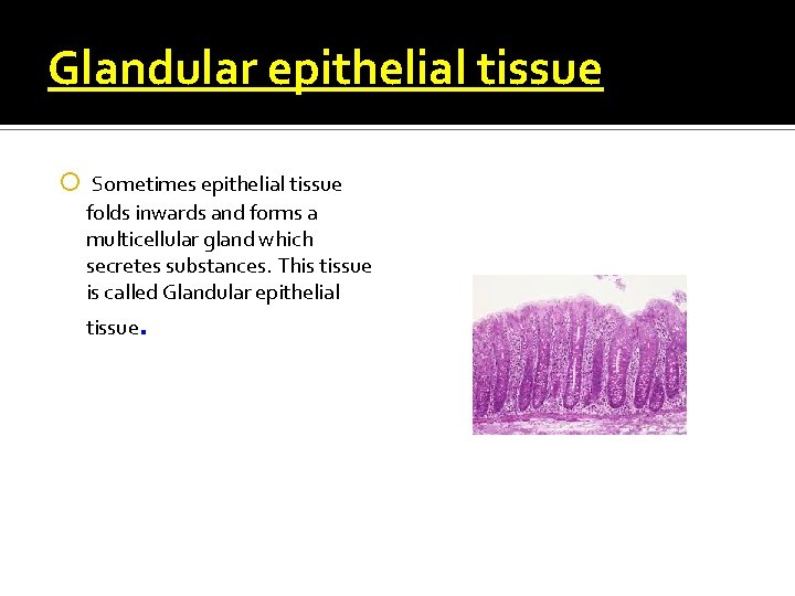 Glandular epithelial tissue Sometimes epithelial tissue folds inwards and forms a multicellular gland which