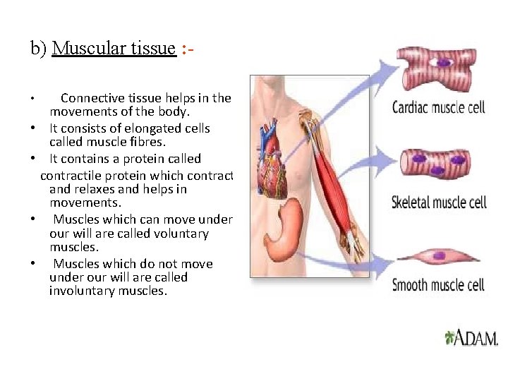 b) Muscular tissue : • • • Connective tissue helps in the movements of