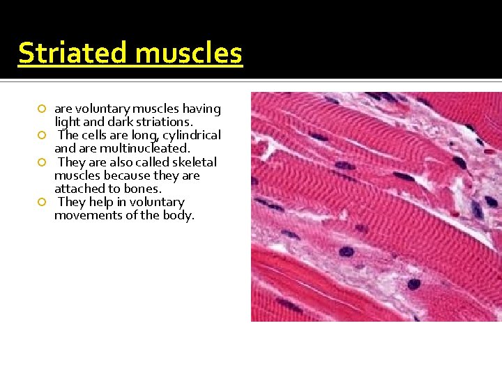 Striated muscles are voluntary muscles having light and dark striations. The cells are long,
