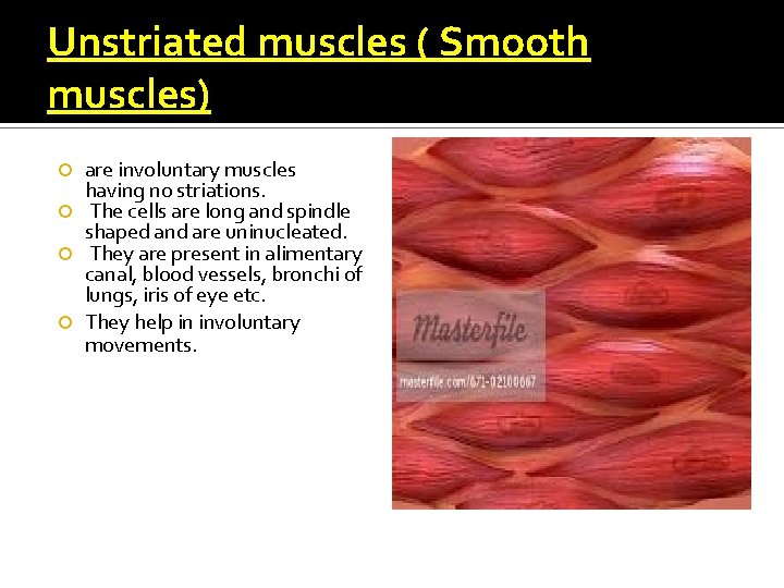 Unstriated muscles ( Smooth muscles) are involuntary muscles having no striations. The cells are