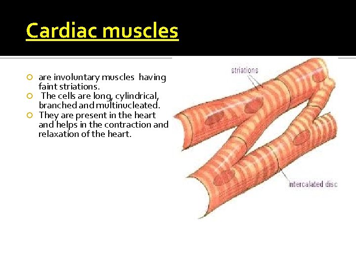 Cardiac muscles are involuntary muscles having faint striations. The cells are long, cylindrical, branched