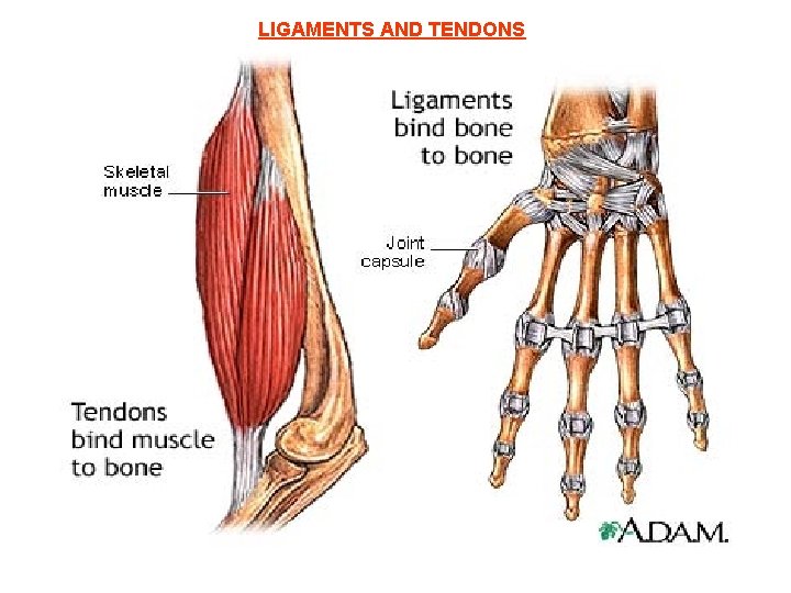 LIGAMENTS AND TENDONS 