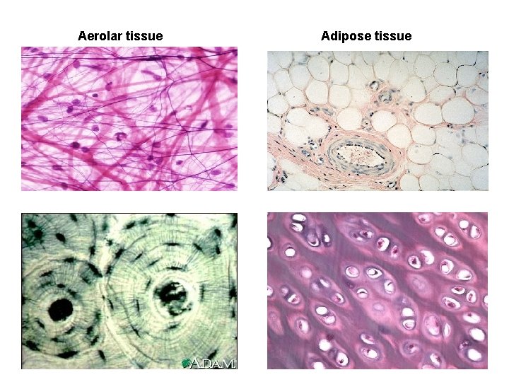 Aerolar tissue Bone tissue Adipose tissue Cartilage tissue 