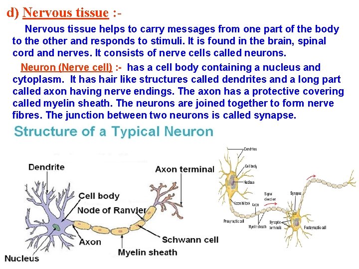 d) Nervous tissue : Nervous tissue helps to carry messages from one part of