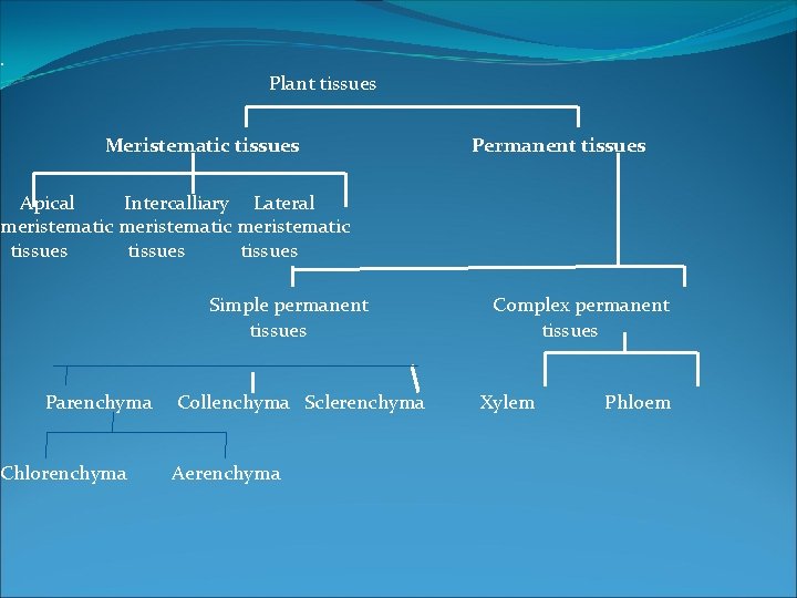 . Plant tissues Meristematic tissues Permanent tissues Apical Intercalliary Lateral meristematic tissues Simple permanent