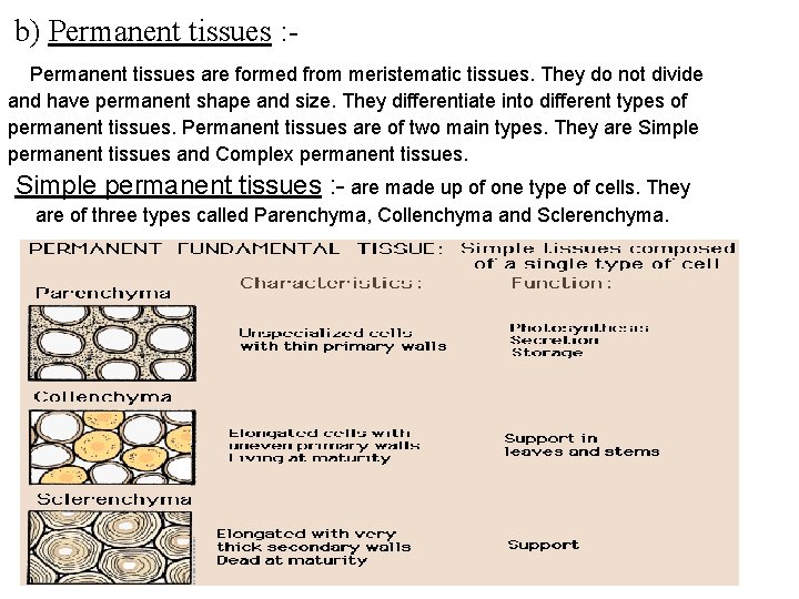 b) Permanent tissues : Permanent tissues are formed from meristematic tissues. They do not