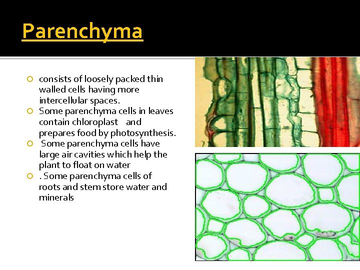 Parenchyma consists of loosely packed thin walled cells having more intercellular spaces. Some parenchyma