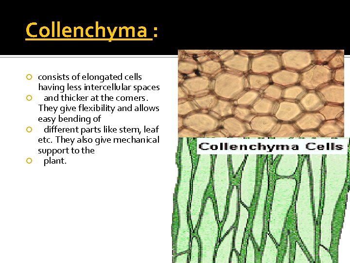 Collenchyma : consists of elongated cells having less intercellular spaces and thicker at the