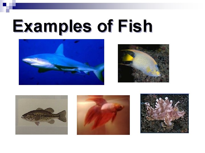 Examples of Fish 