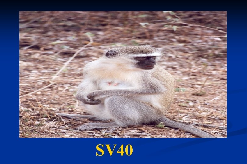 SV 40 