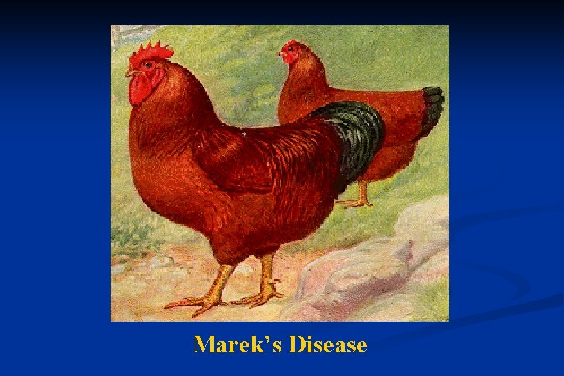 Marek’s Disease 