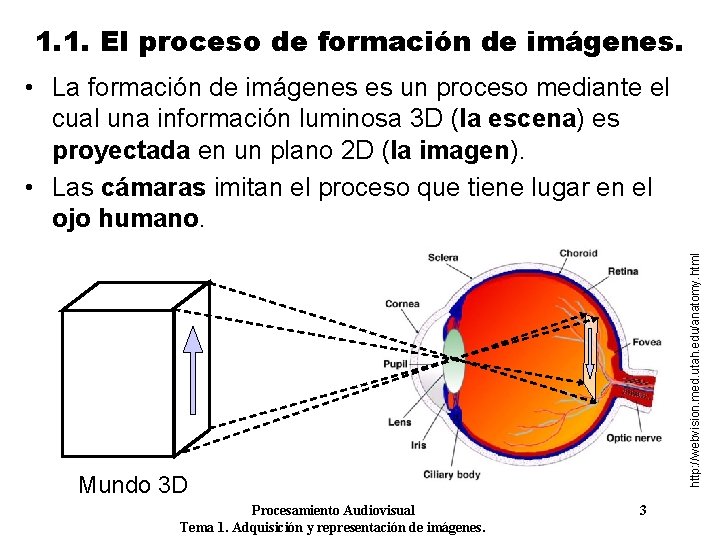 1. 1. El proceso de formación de imágenes. http: //webvision. med. utah. edu/anatomy. html