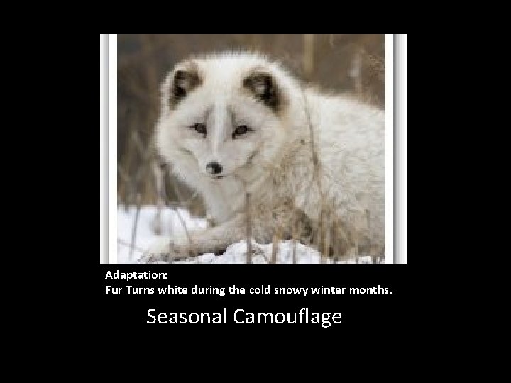 Adaptation: Fur Turns white during the cold snowy winter months. Seasonal Camouflage 