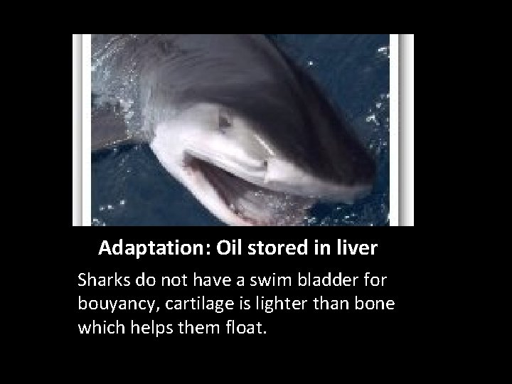 Adaptation: Oil stored in liver Sharks do not have a swim bladder for bouyancy,