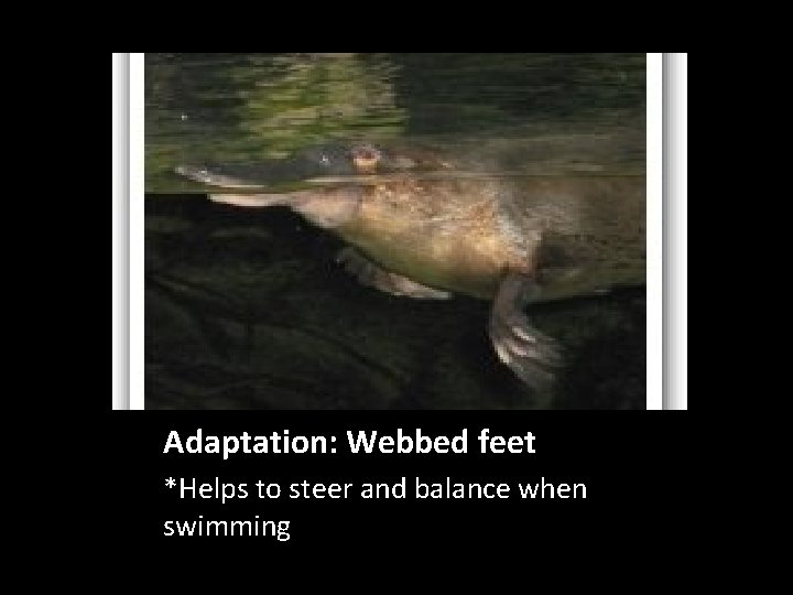 Adaptation: Webbed feet *Helps to steer and balance when swimming 