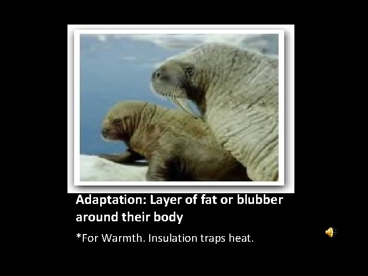 Adaptation: Layer of fat or blubber around their body *For Warmth. Insulation traps heat.