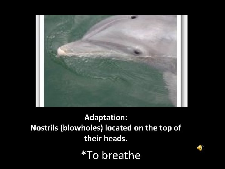 Adaptation: Nostrils (blowholes) located on the top of their heads. *To breathe 