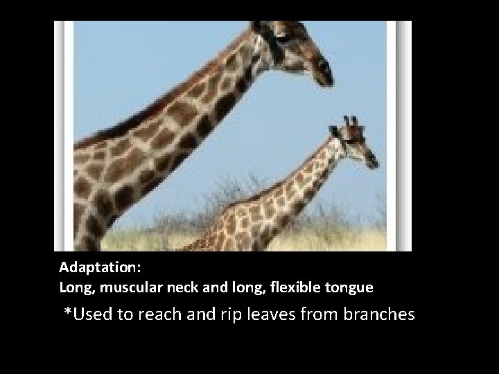 Adaptation: Long, muscular neck and long, flexible tongue *Used to reach and rip leaves