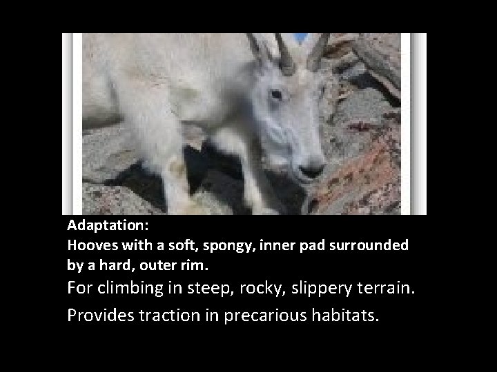 Adaptation: Hooves with a soft, spongy, inner pad surrounded by a hard, outer rim.