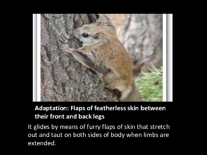 Adaptation: Flaps of featherless skin between their front and back legs It glides by