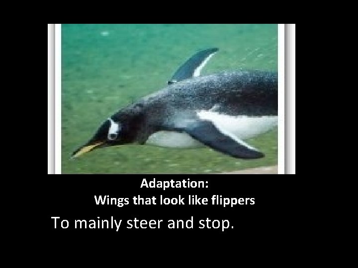 Adaptation: Wings that look like flippers To mainly steer and stop. 