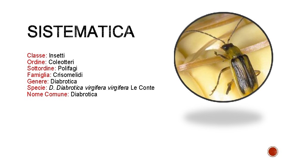 Classe: Insetti Ordine: Coleotteri Sottordine: Polifagi Famiglia: Crisomelidi Genere: Diabrotica Specie: D. Diabrotica virgifera