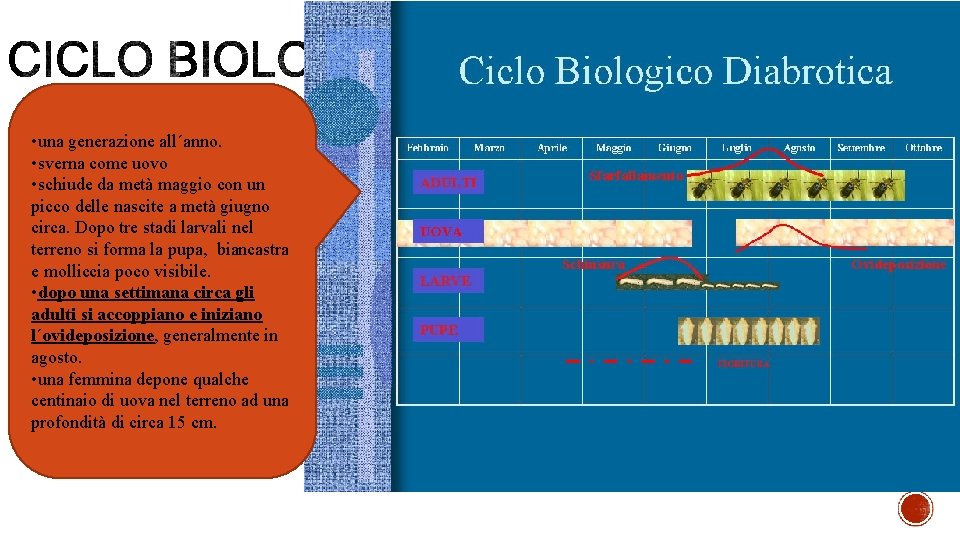  • una generazione all´anno. • sverna come uovo • schiude da metà maggio