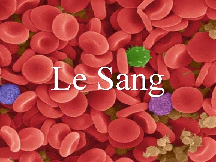 Le Sang 