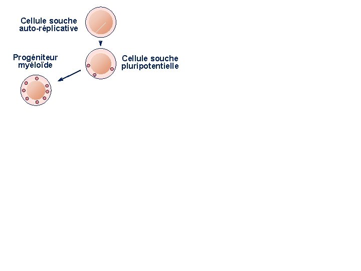 Progéniteur lymphoïde Cellule souche auto-réplicative Progéniteur myéloïde Cellule souche pluripotentielle Cellule NK Lymphocyte B