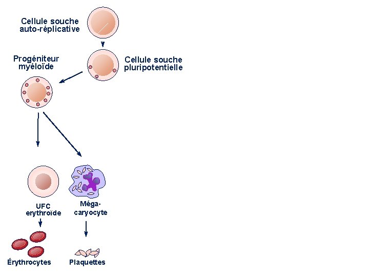 Progéniteur lymphoïde Cellule souche auto-réplicative Progéniteur myéloïde Cellule souche pluripotentielle Cellule NK Lymphocyte B
