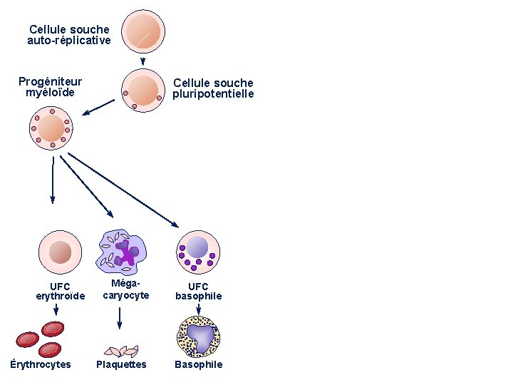 Progéniteur lymphoïde Cellule souche auto-réplicative Progéniteur myéloïde Cellule souche pluripotentielle Cellule NK Lymphocyte B