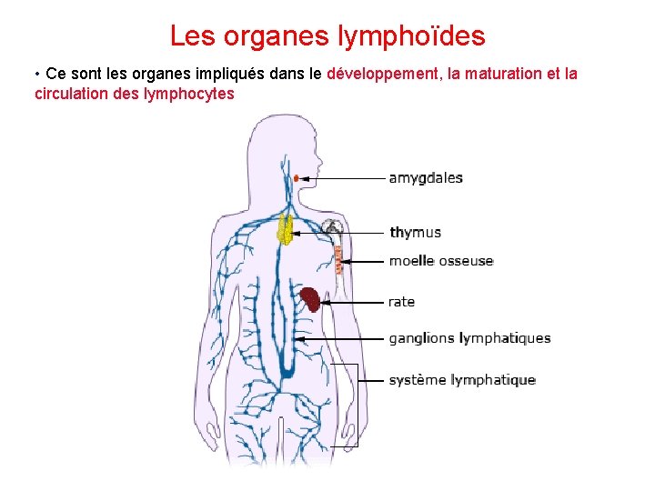 Les organes lymphoïdes • Ce sont les organes impliqués dans le développement, la maturation