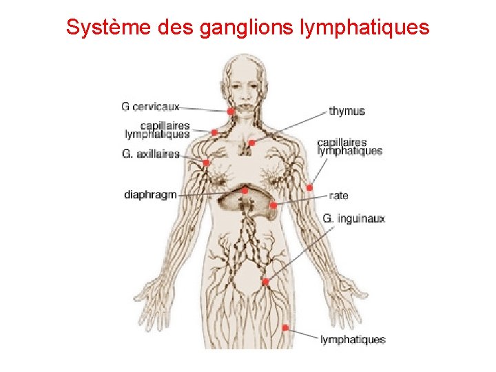 Système des ganglions lymphatiques 