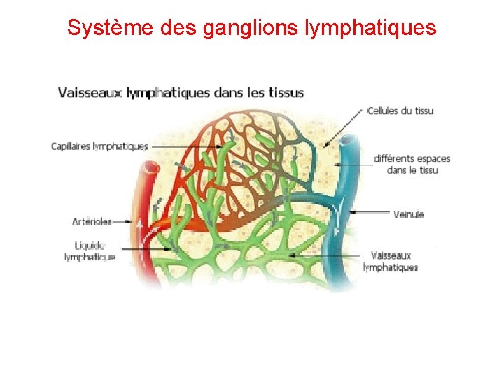 Système des ganglions lymphatiques 