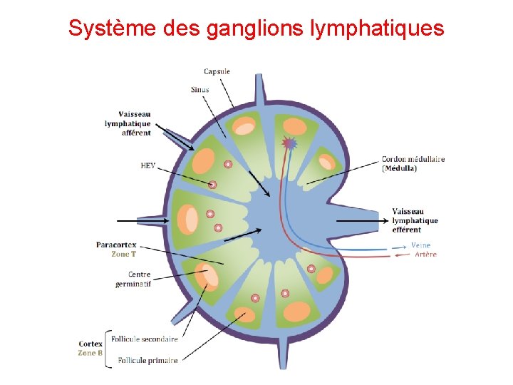Système des ganglions lymphatiques 